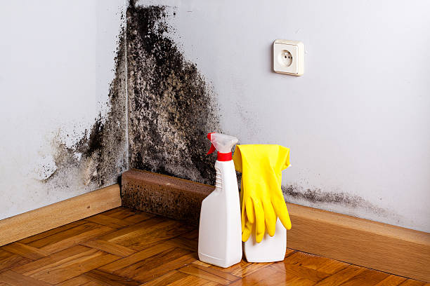 Best Mold Odor Removal Services  in Leisure World, MD